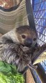 Texas Zoo Introduces Sadie, a Linnaeus’ Two-Toed Sloth