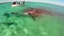 Un festín en el océano - 70 tiburones devoran ballena muerta