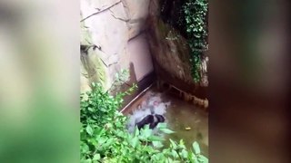El viral del mes gorila zarandea a un niño que cayó al foso