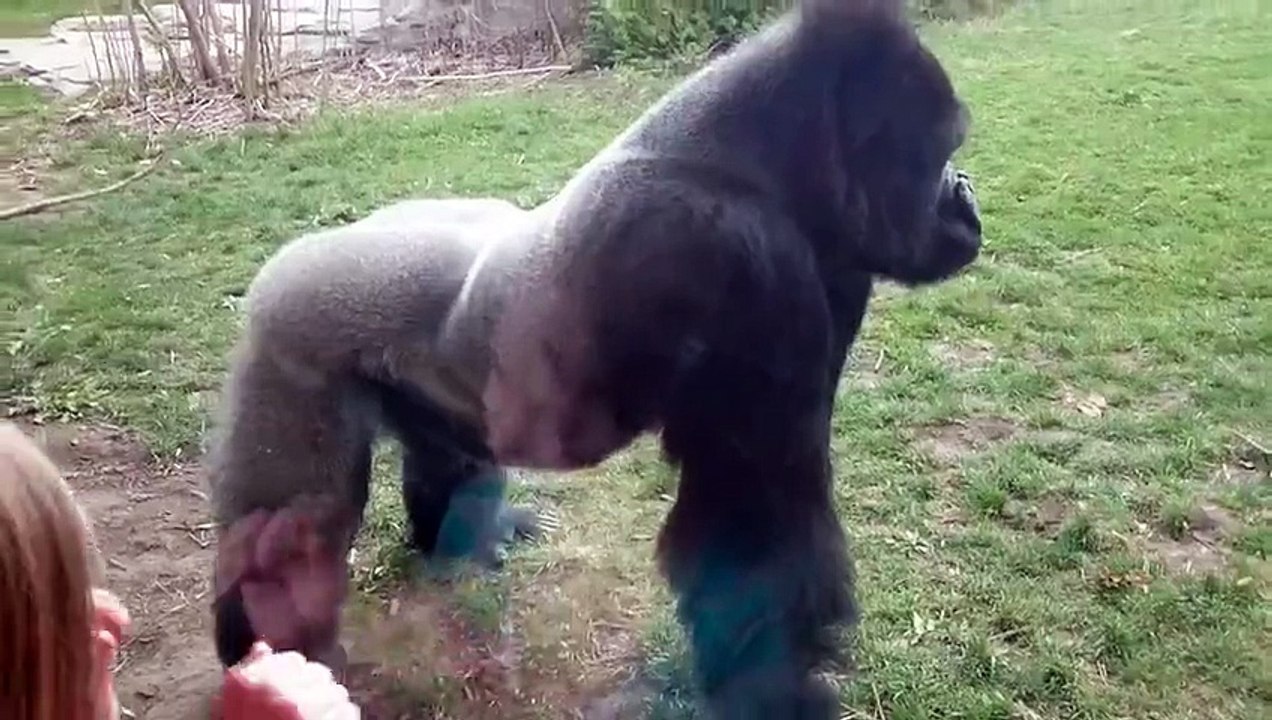 Gorila se enfada y lanza un impresionante ataque