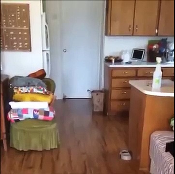 Animal Vine Compilation