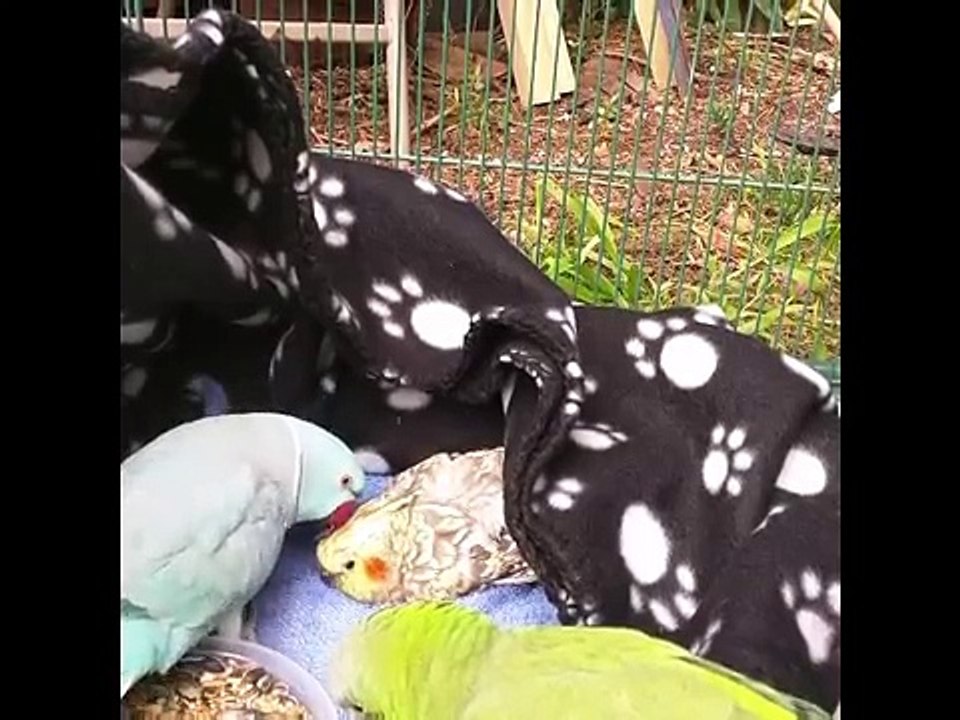 Bird Vine Compilation