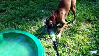'Boxer Dogs are Awesome - Compilation'