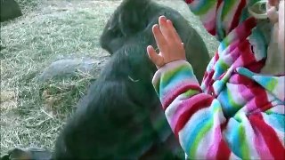 Gorillas show Human expressions and behaviors - by Kevin Hunter