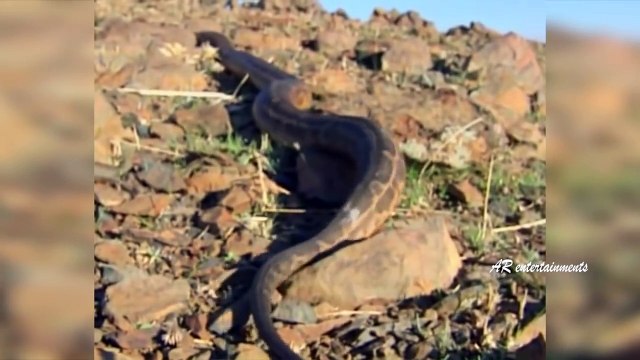 The Reptiles of the Desert _ Unseen Videos of Monitor Lizard, Snake, Cobra (2)