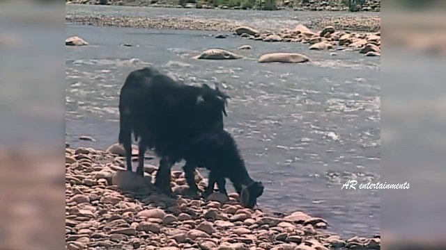 The Reptiles of the Desert _ Unseen Videos of Monitor Lizard, Snake, Cobra (3)