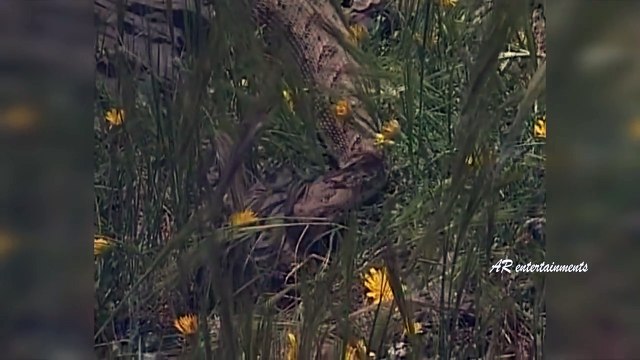 The Reptiles of the Desert _ Unseen Videos of Monitor Lizard, Snake, Cobra (4)