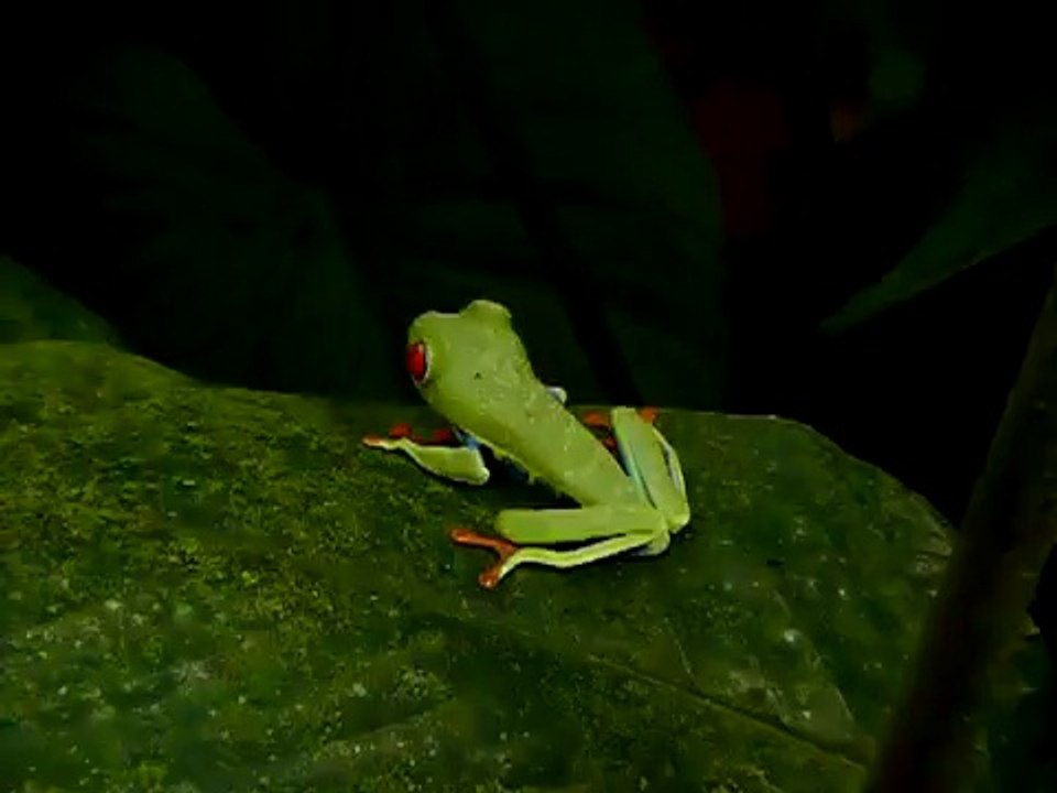Rotaugen-Laubfrosch (Red eye treefro