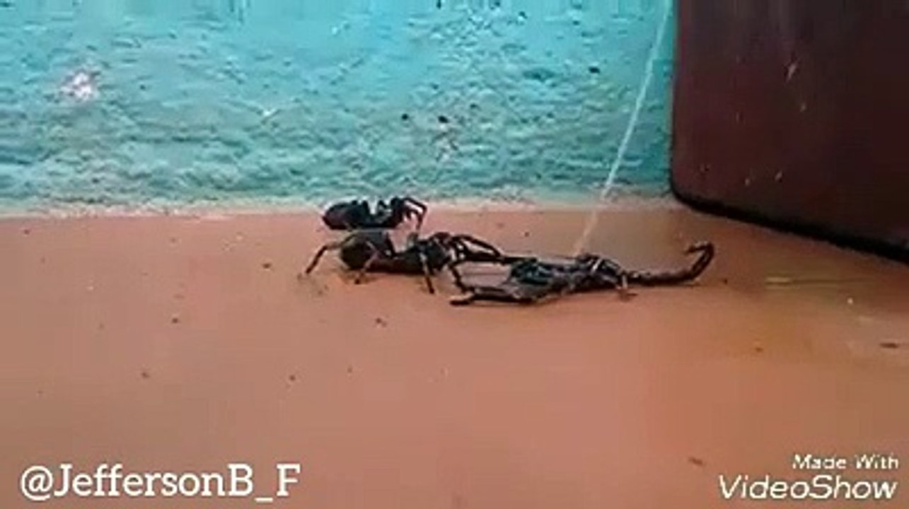 pelea de dos arañas vs escopion (final inesperado)