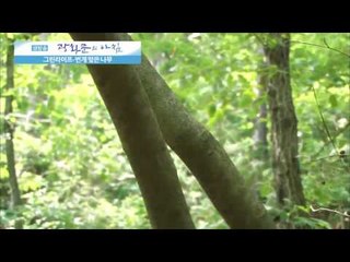 번개 맞은 나무를 찾아서 [광화문의 아침] 15회 20150626