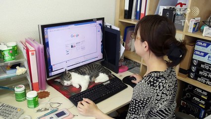 Gatos invadem escritório