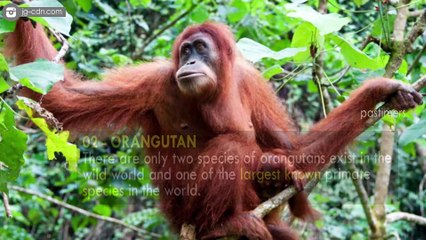 Top 10 Largest Species of Monkeys