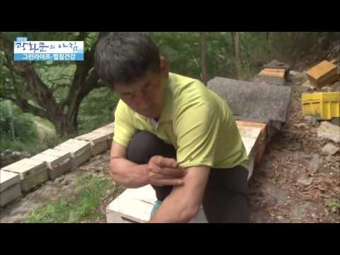 벌침으로 병을 극복한 사람들 [광화문의 아침] 8회 20150617