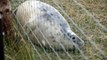 Grey Seals at Donna Nook 4th December 2015