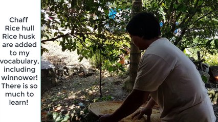 See How Rice is Treshed, The Traditional Way - Pounding Rice is Fun 3/4