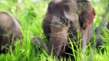 Elephants for Kids - Wild Animals Video for Childrasd
