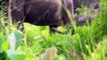Elephants for Kids - Wild Animals Video for Children dsa- Elephants Playing