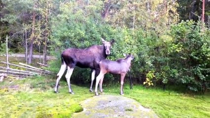 The Moose is Loose - Moose Video for Kids - Wild Animalsdsa