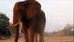 Elephants for Kids - Wild Video for Children - Elephants Playing
