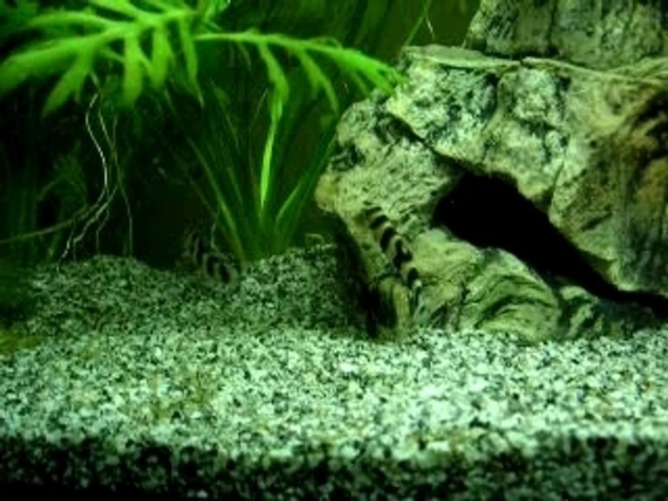 mon aqua