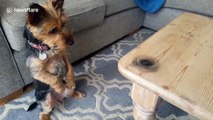 Yorkshire terrier mesmerised by fidget spinner