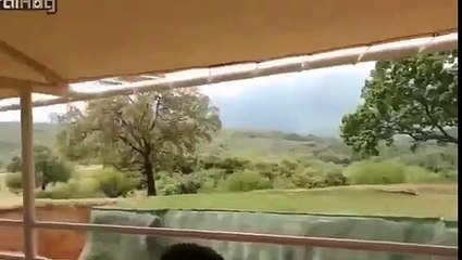 une lionne tente de s'evader de son enclos