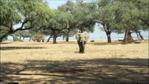 Elephants for Kids - Wild Animals Video for Children - Elephan