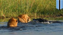 Singa melawan buaya di sungai untuk menyelamatkan adiknya - Tomonews