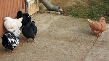 Duck shape king pigeons