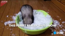 Ferret flips out at the sight of snow-