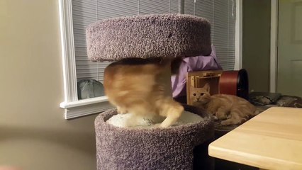 Gato descubre un "juguete difuso" en una esquina, pero no se da cuenta de lo que es hasta que es demasiado tarde... ¡Jaj