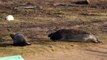 RAF Donna Nook and Grey Seals 2nd December 2016