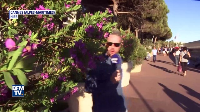 Pour lutter contre les pigeons ou autres mouettes, l’Hôtel Martinez à Cannes fait appel à des faucons