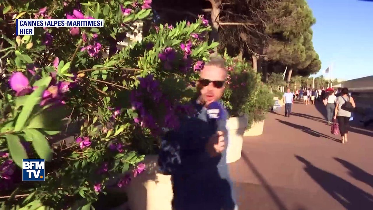 Pour lutter contre les pigeons ou autres mouettes, l’Hôtel Martinez à Cannes fait appel à des faucons