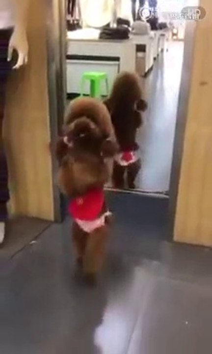 Chien drôle et intelligent