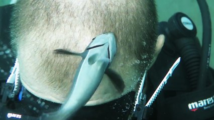 Un poisson nettoie la tête d'un plongeur