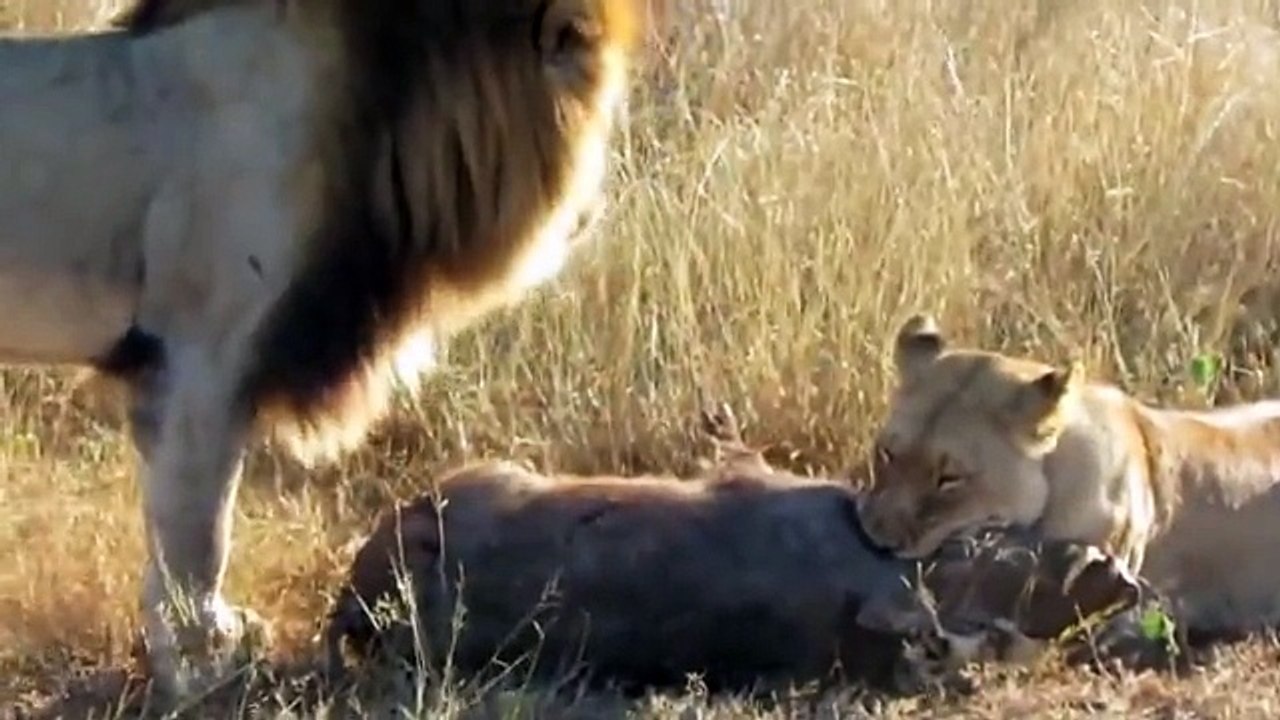 Avını Öldüren Dişi Aslanla Çiftleşmek İsteyen Erkek Aslan