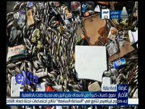 غرفة الأخبار | نفوق كميات كبيرة من الأسماك بفرع النيل في مدينة طلخا بالدقهلية