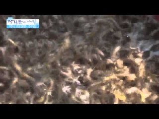 미식 3대 천왕-추어탕 [광화문의 아침] 5회 20150612