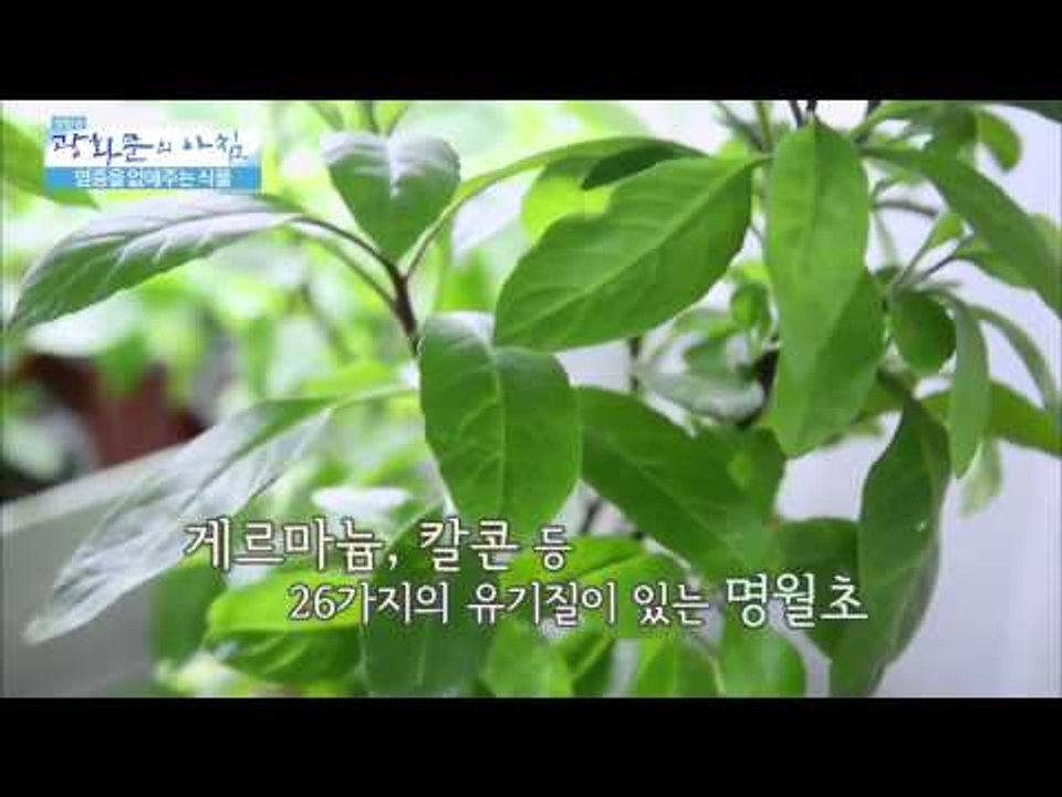 염증을 없애주는 식물 [광화문의 아침] 4회 20150611
