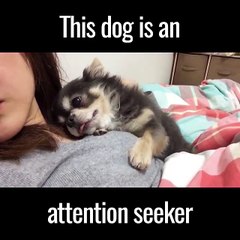 This Dog Is An Attention Seeker