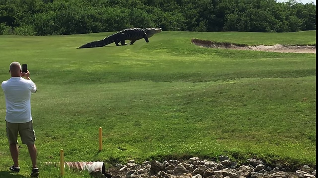 The biggest alligator