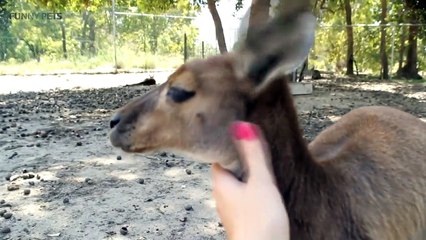 Kangaroos  Funny Kangaroos Playing [Funny Pets]