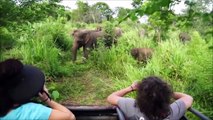 Elephants for Kids - Wild Animals Video for bhgfhChildren - Elephants P
