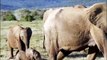 Elephants for Kids - Wild Animalhfhfs Video for Children - Elephants Playing