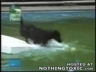 Chien Intelligent !!!