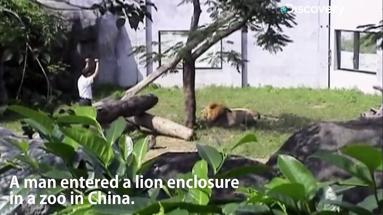 Lion attacks man