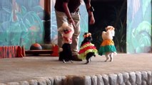 So Cute! Dogs Dancing Romantically