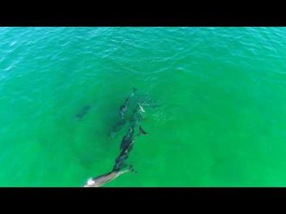 Dolphin Pod Visits Pier with Babies in Tow
