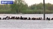 Rescuers save herd of horses from drowning in river _ Daily Mail Online